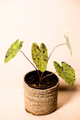 Colocasia esculenta "Mojito"